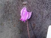 Cyclamen graecum